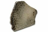 Free-Standing, Petoskey Stone (Fossil Coral) Section - Michigan #356980-1